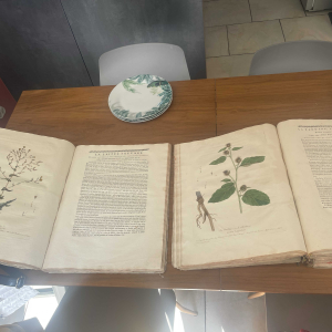 La botanique mise à la portée de tout le monde, ou Collection des plantes d’usage dans la médecine, dans les aliments et dans les arts.​