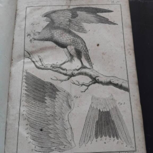 Benard Direxit  histoire naturelle ornithologie