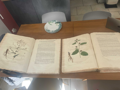 
															La botanique mise à la portée de tout le monde, ou Collection des plantes d’usage dans la médecine, dans les aliments et dans les arts.​
														