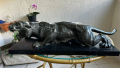 
													Sculpture en bronze patiné d'une panthère en marche
												
