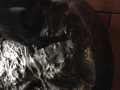 
															Bronze animalier sculpture de  laplanche
														